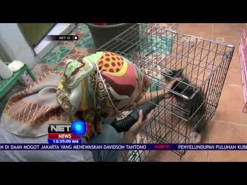 Layanan Meningkat hingga 12 Kali Lipat Untuk Jasa Penitipan Kucing - NET 12