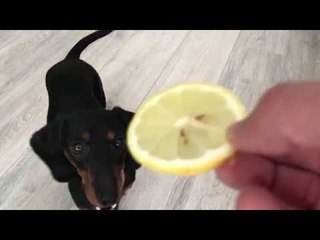 Little Dachshund Freaks Out Over Lemon