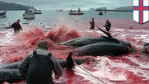 160 Paus & lumba-lumba dibantai di kepulauan Faroe - Tomonews