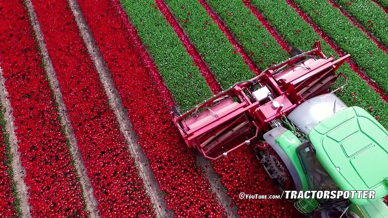 Topping Tulips   John Deere 6R on Soucy Tracks   JVS triple topper   DJ Visser bloemen Holland
