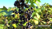 Red & Black Currant Harvest - MaVeBo Lewedorp   SFM Technology Harvester