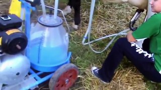 Intelligent Technology Smart Farming - Automatic milking machine Feeding Cleaning Cow Goat