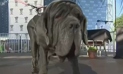 Anjing Ini Dinobatkan Jadi Anjing Terjelek di Dunia