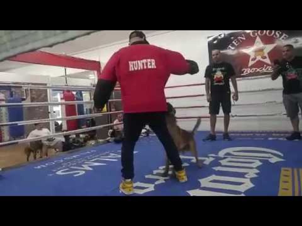 Well Trained Police Dog Bites Seckbach In The Dog House - esnews