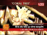 Vastu Tips for Coral Tree Vastu Principles for Planting Trees