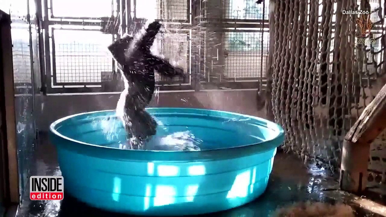 Un gorille joue dans une piscine