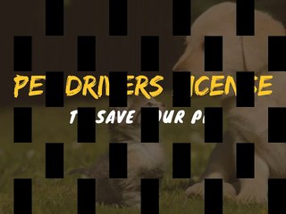 Pet Drivers License - To Save Your Pet