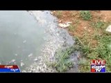 Arekere: Chemical Mixed Water From Puravankara Apartments Killing Hundreds Of Fish