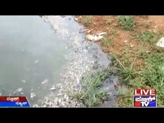 Arekere: Chemical Mixed Water From Puravankara Apartments Killing Hundreds Of Fish