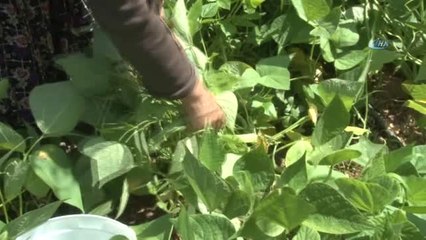 Taze Fasulye Altın Çağını Yaşıyor