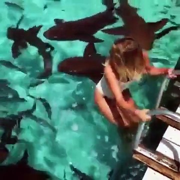 Nager avec les requins : expérience incroyable