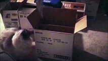 Ce chat va vite détester les cartons je vous le dis