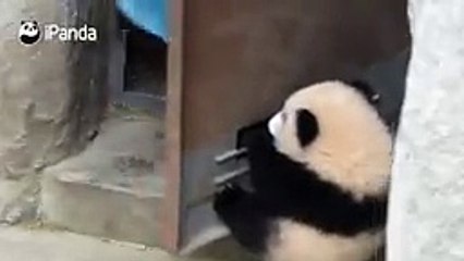 店橋憲一の癒され動物動画10