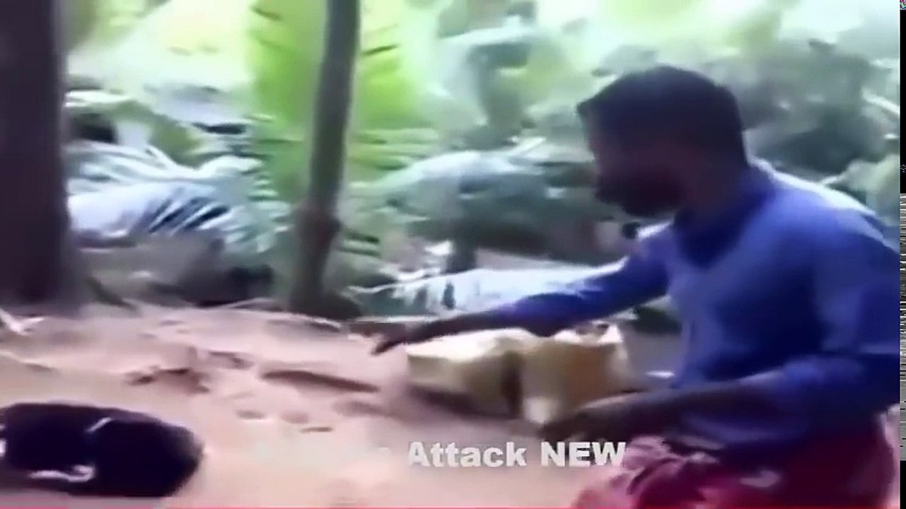 Big Animals Attacks Human การโจมตีของสัตว์ใหญ่ ทำร้ายมนุษย์