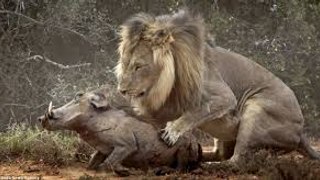 Lion Attack Warthog