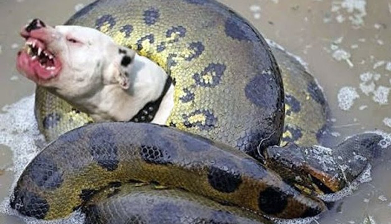 Dog vs Snake เมื่อหมาเจองู การต่อสู้จึงบังเกิด