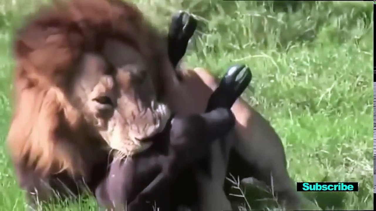 Epic Battle-มหากาพย์การต่อสู้ จระเข้ สิงโต หมาหมี หมูป่า กวาง ควายป่า Lions vs. Bears