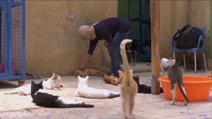 هذا الصباح-دراسة: علاقة البشر بالقطط مبنية على المصالح