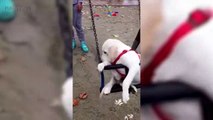 LABRADORS ARE AWESOME 2017   [Funny Pets]