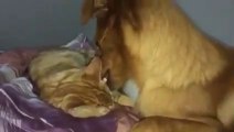 Funny Cats Video - Cat and Dog - True Love