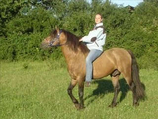 BOBTAIL DU SAULT   ETALON CONNEMARA