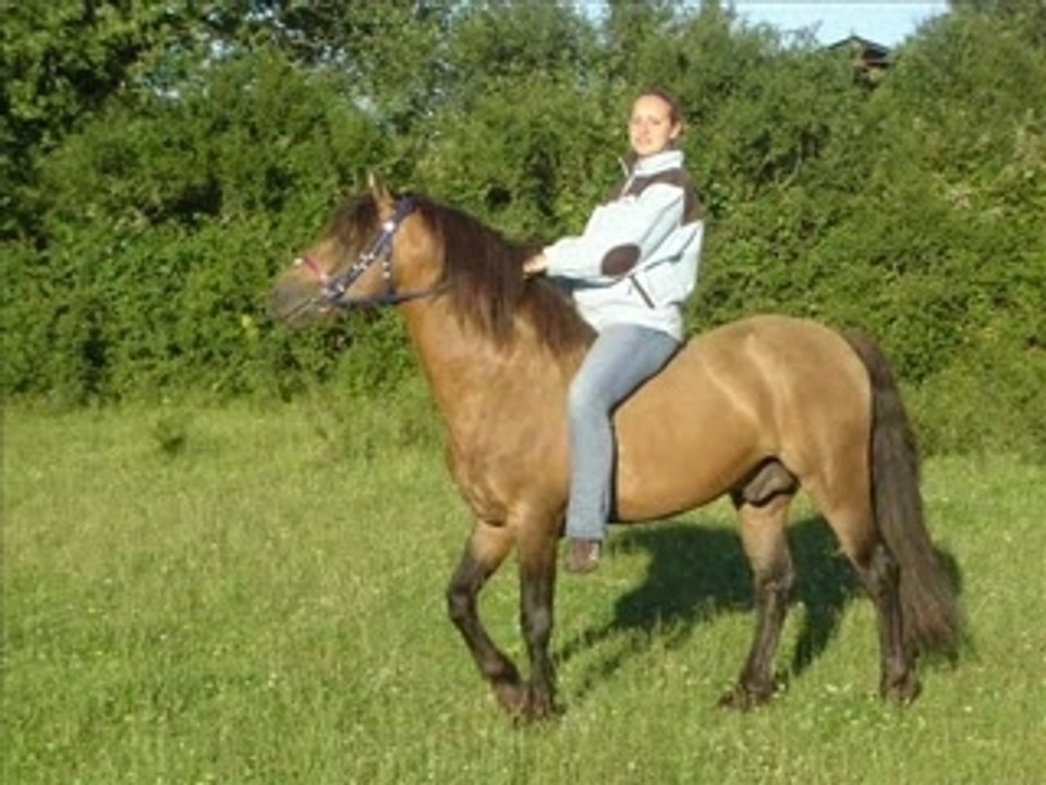 BOBTAIL DU SAULT   ETALON CONNEMARA