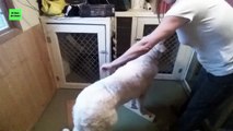 Using Stacking Boards To Teach A Dog To Stand Stillerw
