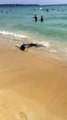 Panique sur les plages de Majorque en Espagne après la découverte de trois requins bleus aux abords de la plage - vidéo