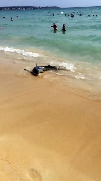 Panique sur les plages de Majorque en Espagne après la découverte de trois requins bleus aux abords de la plage - vidéo