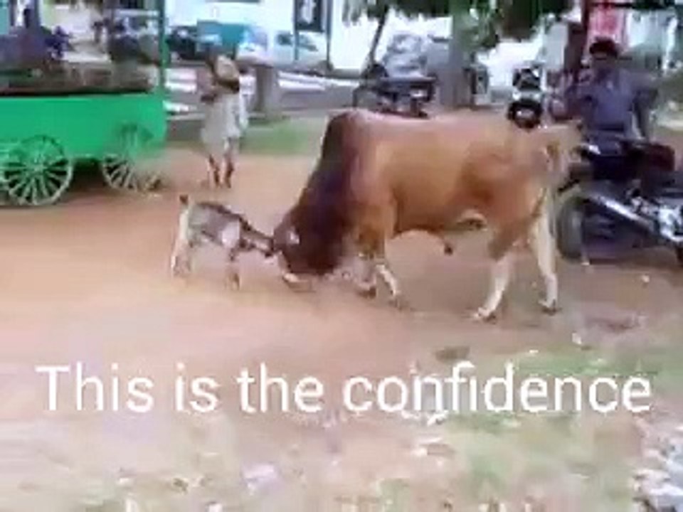 Fight With Cow