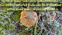 Identify Wild Mushrooms & Edible Mushrooms With Peter Jordan