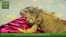 Meet Animal Man Mini Zoo Team _ Mobile Petting Zoo _ Childrens Parties G