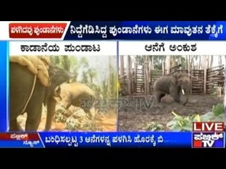 Madikeri: Killer Elephants Trained & Left In The Forests