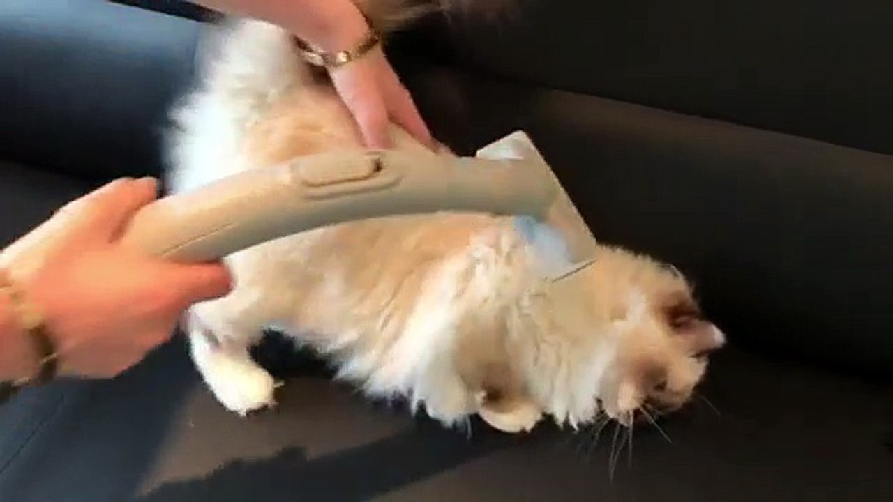 cute cat being vacumeed