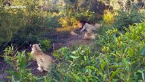 Lioness sneaks up behind safari guide at Kruger National Park