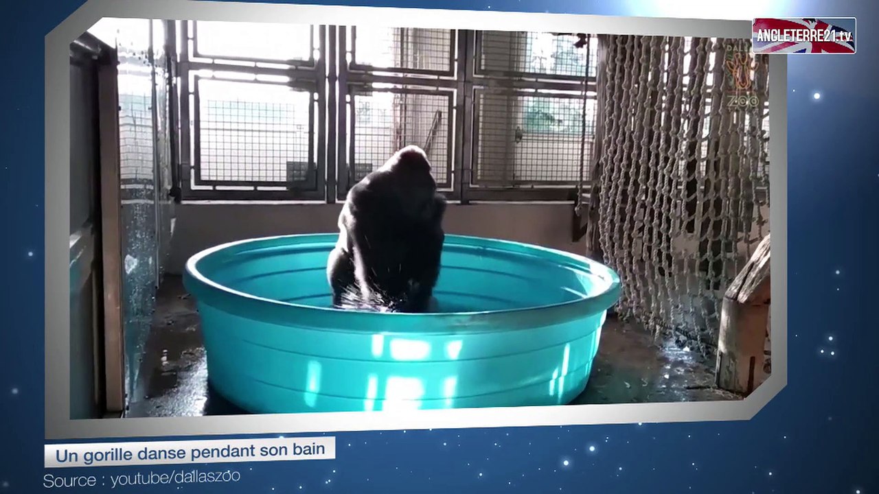 Un gorille danse pendant son bain