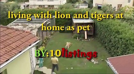 E pabesueshme, jetojnë me luan dhe tigra sikur t’i kishin mace