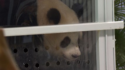 Les deux pandas "ambassadeurs" de Chine sont arrivés à Berlin