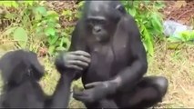 Black Monkey Mating Video _ Funny Animals Mating Video