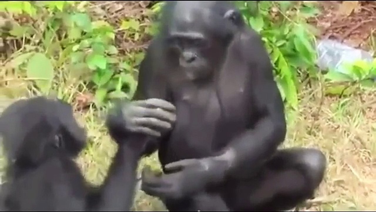 Black Monkey Mating Video _ Funny Animals Mating Video