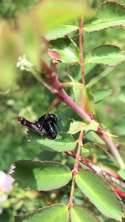 Les insectes en situation pour la reproduction !