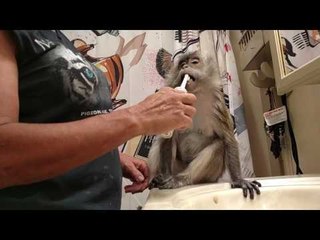 Download Video: Pet Monkey Loves Getting Teeth Brushed