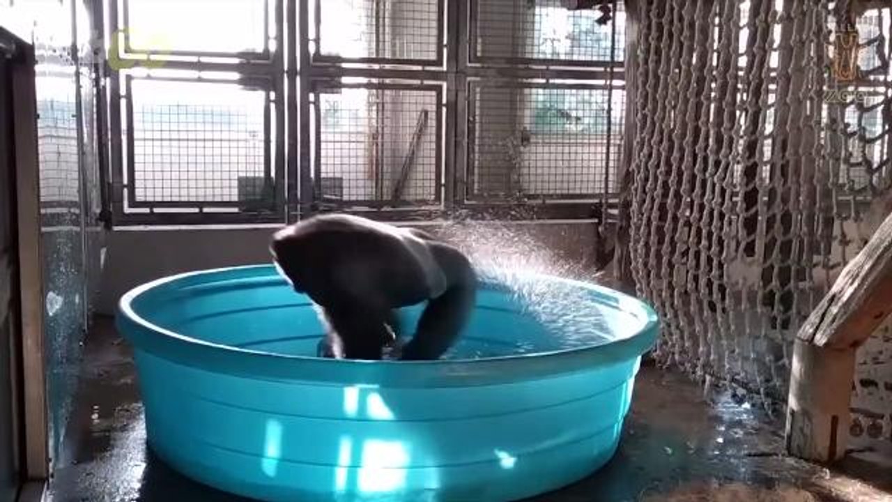 Gorilla Dancing in Kiddie Pool Takes the Internet by Storm Again!