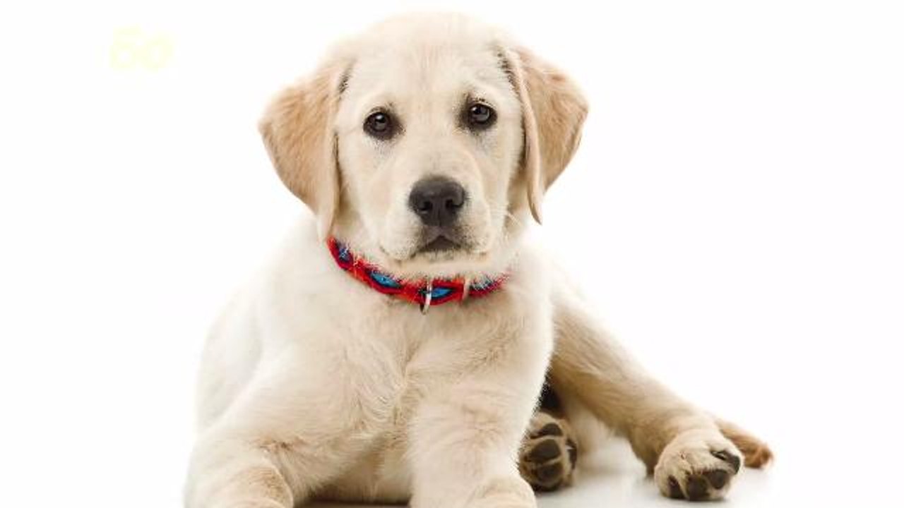 This is Why Some Animals Eat Their Own Poop