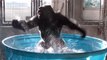 Ce gorille s'éclate dans une piscine et danse comme dans une comédie musicale
