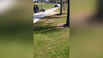 Ca devient risqué de golfer en Floride... Alligator sur le green