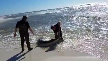 Ces 2 hommes vont sauver un requin échoué sur la plage
