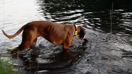 Geisha & Mikasuki des Steppes Perdues, 2017-06-24