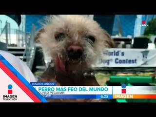 Este es el perro más feo del mundo | Noticias con Francisco Zea