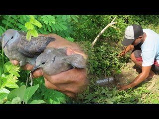 Awesome Quick Bird Trap Using Big Plastic Bottle -How To Make a Bird Trap With Plastic Bottle